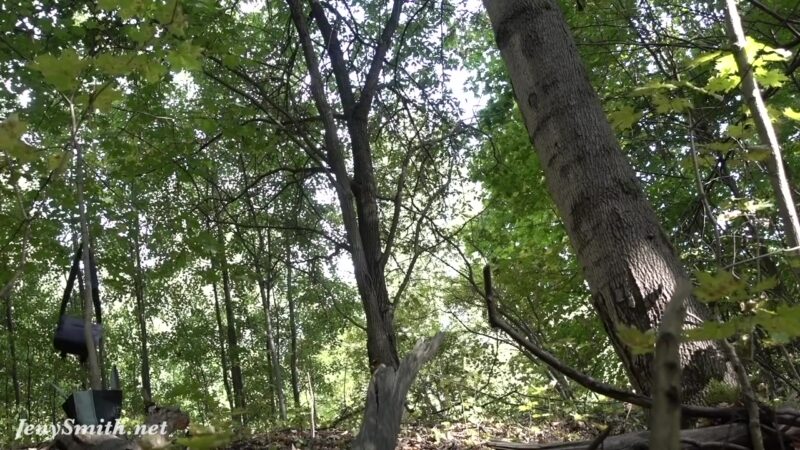Jeny Smith tied up naked in the forest